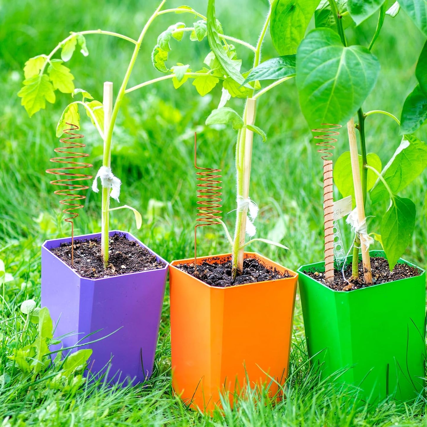 Ether Antennas for Plants – 6 Copper Electroculture Stakes for Growth & Abundance
