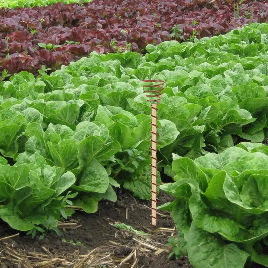 6 Pcs Electroculture Copper Plant Stakes – Gardening Antennas for Vegetables & Greenhouses