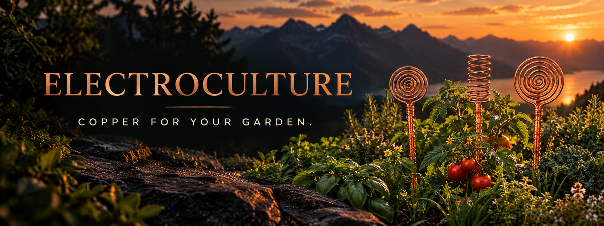 Electroculture — Copper for your garden. Copper spiral garden stakes among leafy herbs and tomato plants at sunset.